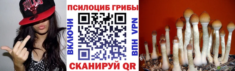 blacksprut ТОР  Всеволожск  Псилоцибиновые грибы Cubensis  как найти наркотики 
